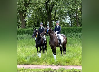 Hanoverian, Mare, 8 years, 16,2 hh, Brown