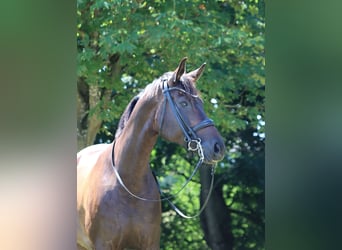 Hanoverian, Mare, 8 years, 16,2 hh, Brown