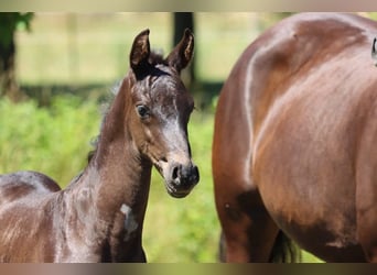 Hanoverian, Mare, 8 years, 16,2 hh, Brown