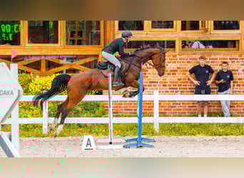 Hanoverian, Mare, 8 years, 16,2 hh, Brown