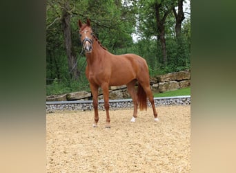 Hanoverian, Mare, 8 years, 16,2 hh, Chestnut-Red