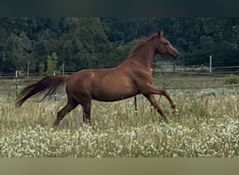Hanoverian, Mare, 8 years, 16,2 hh, Chestnut-Red