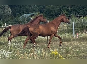 Hanoverian, Mare, 8 years, 16,2 hh, Chestnut-Red