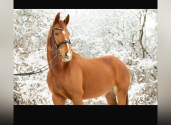 Hanoverian, Mare, 8 years, 16,2 hh, Chestnut-Red