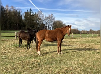 Hanoverian, Mare, 8 years, 16,2 hh, Chestnut-Red