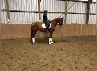 Hanoverian, Mare, 8 years, 16,2 hh, Chestnut-Red