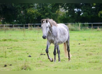 Hanoverian, Mare, 8 years, 16,2 hh, Grey-Dapple
