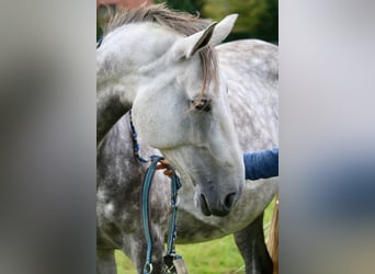 Hanoverian, Mare, 8 years, 16,2 hh, Grey-Dapple