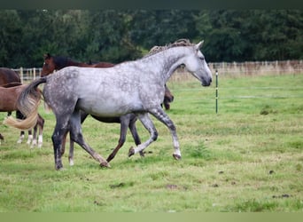 Hanoverian, Mare, 8 years, 16,2 hh, Grey-Dapple