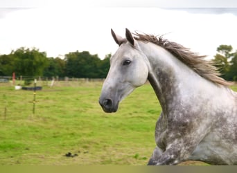 Hanoverian, Mare, 8 years, 16,2 hh, Grey-Dapple