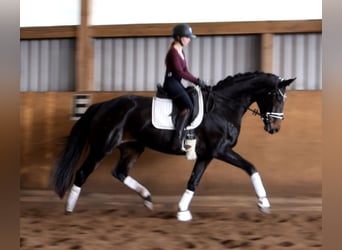 Hanoverian, Mare, 8 years, 16,2 hh, Smoky-Black
