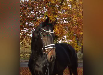 Hanoverian, Mare, 8 years, 16,2 hh, Smoky-Black