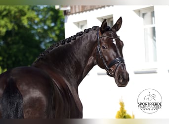 Hanoverian, Mare, 8 years, 16,3 hh, Black