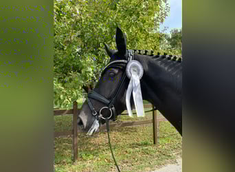 Hanoverian, Mare, 8 years, 16,3 hh, Black