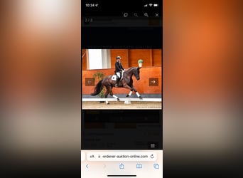 Hanoverian, Mare, 8 years, 16,3 hh, Black