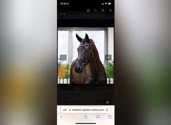 Hanoverian, Mare, 8 years, 16,3 hh, Black