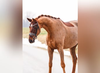 Hanoverian, Mare, 8 years, 17.1 hh, Chestnut