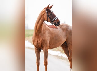 Hanoverian, Mare, 8 years, 17.1 hh, Chestnut