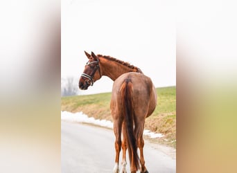 Hanoverian, Mare, 8 years, 17.1 hh, Chestnut