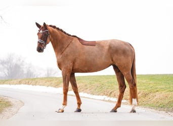 Hanoverian, Mare, 8 years, 17.1 hh, Chestnut