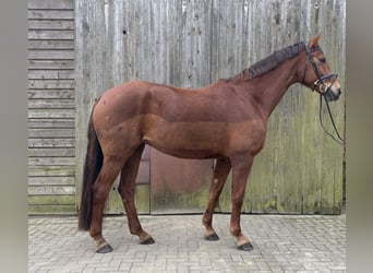 Hanoverian, Mare, 8 years, 17,1 hh, Chestnut