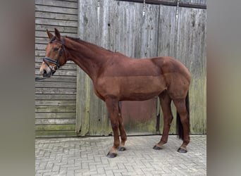 Hanoverian, Mare, 8 years, 17,1 hh, Chestnut