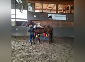 Hanoverian, Mare, 8 years, 17,1 hh, Chestnut