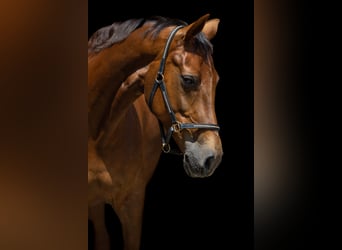 Hanoverian, Mare, 8 years, 17,1 hh, Chestnut