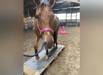 Hanoverian, Mare, 8 years, 17,1 hh, Chestnut