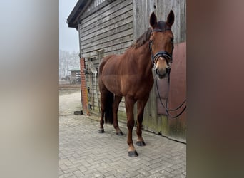 Hanoverian, Mare, 8 years, 17,1 hh, Chestnut