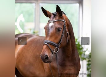 Hanoverian, Mare, 8 years, 17.2 hh, Brown