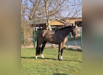 Hanoverian, Mare, 8 years, 17 hh, Bay-Dark