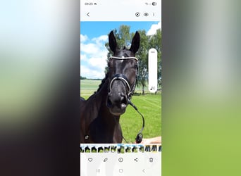 Hanoverian, Mare, 8 years, 17 hh, Black