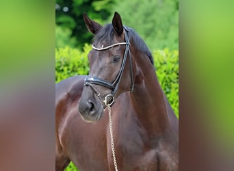 Hanoverian, Mare, 8 years, 17 hh, Black