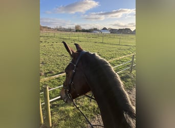 Hanoverian, Mare, 8 years, 17 hh, Brown