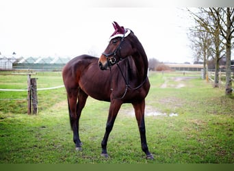 Hanoverian, Mare, 8 years, 17 hh, Brown