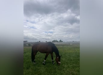 Hanoverian, Mare, 8 years, 17 hh, Brown