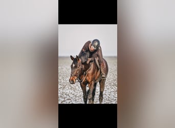 Hanoverian, Mare, 8 years, 17 hh, Brown