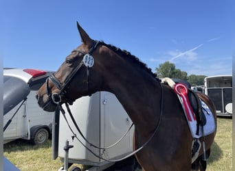 Hanoverian, Mare, 8 years, 17 hh, Brown