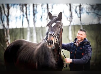 Hanoverian, Mare, 8 years, 17 hh