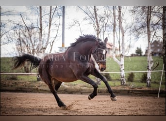 Hanoverian, Mare, 8 years, 17 hh