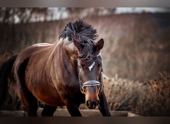 Hanoverian, Mare, 8 years, 17 hh