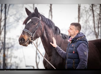 Hanoverian, Mare, 8 years, 17 hh