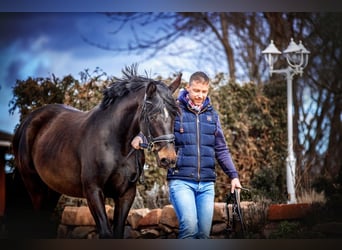 Hanoverian, Mare, 8 years, 17 hh