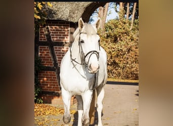 Hanoverian, Mare, 8 years, 17 hh, Gray