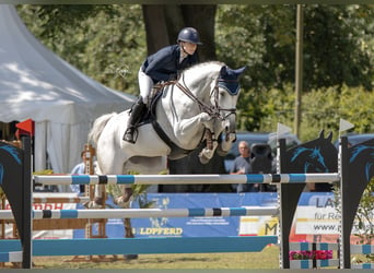 Hanoverian, Mare, 8 years, 17 hh, Gray