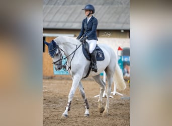 Hanoverian, Mare, 8 years, 17 hh, Gray