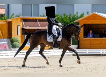Hanoverian, Mare, 8 years, 17 hh, Smoky-Black