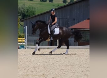 Hanoverian, Mare, 8 years, 17,1 hh, Black