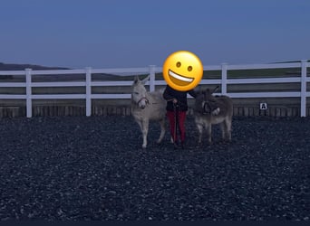 Hanoverian, Mare, 9 years, 11,1 hh, Grey-Blue-Tan